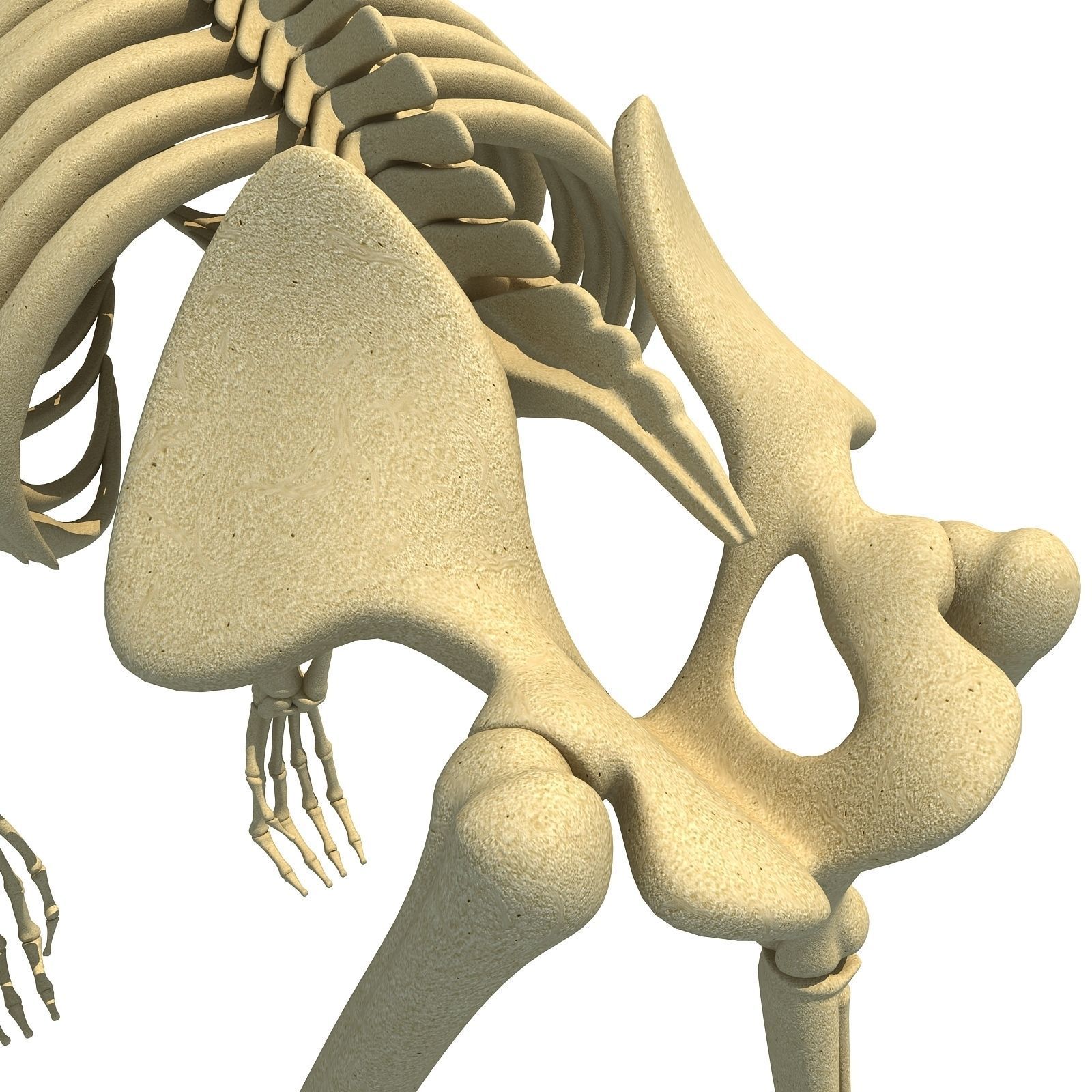 Gorilla Skeleton 3D model_10