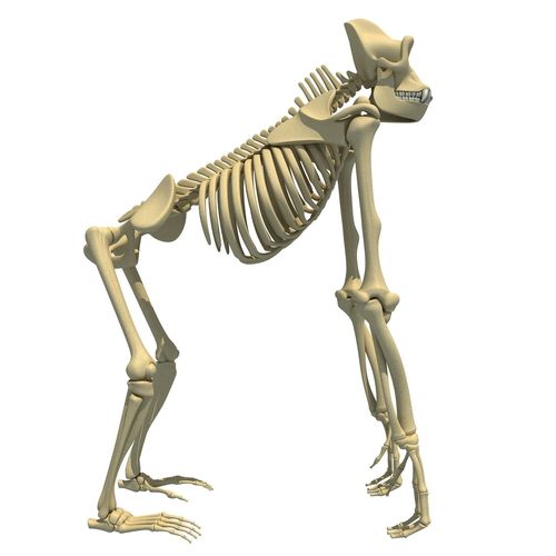Gorilla Skeleton 3D model