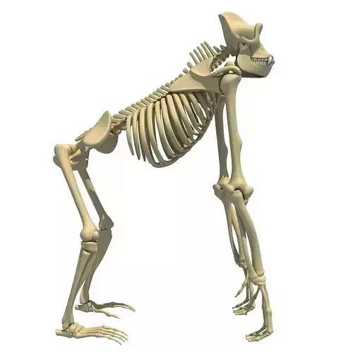 Gorilla Skeleton 3D model