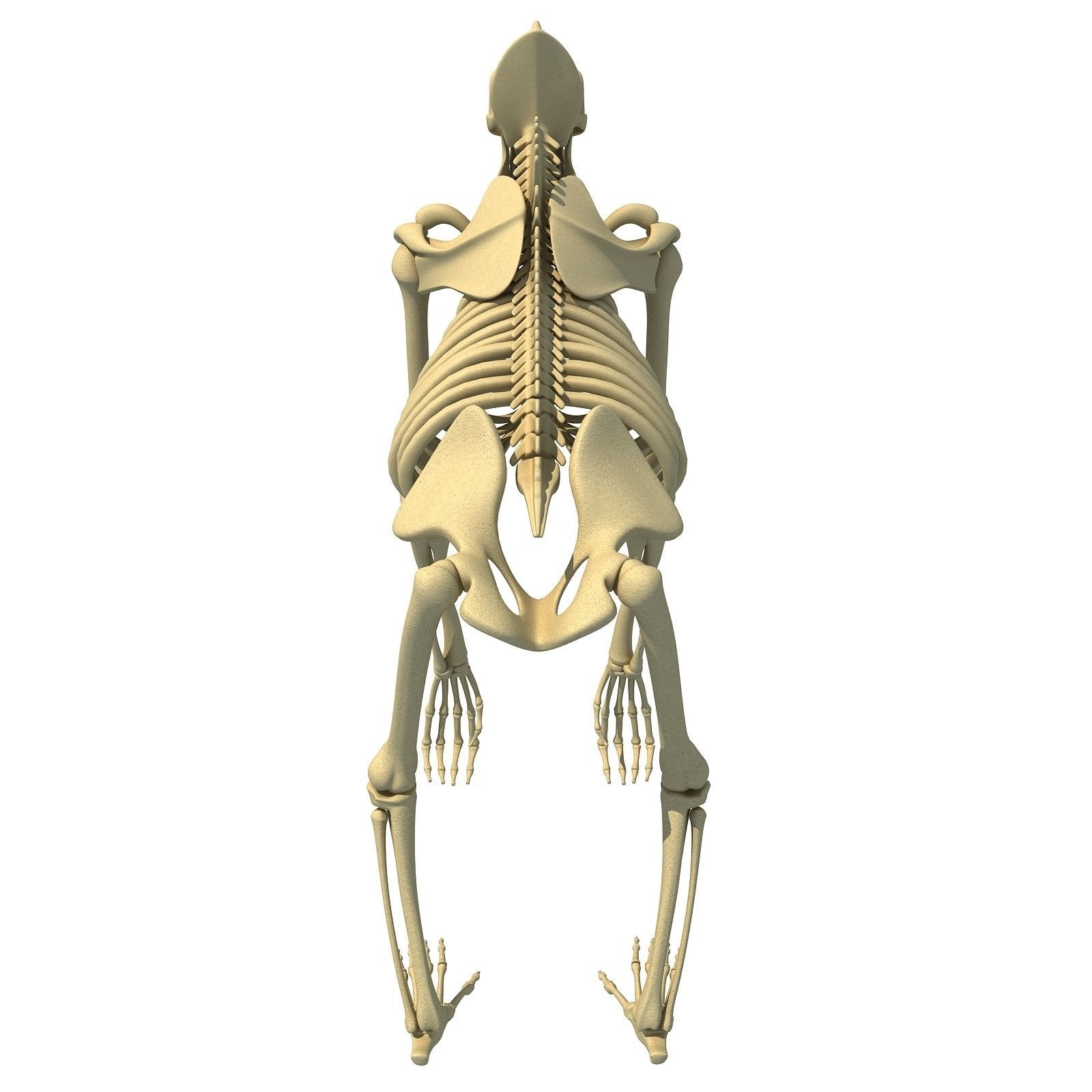 Gorilla Skeleton 3D model_5