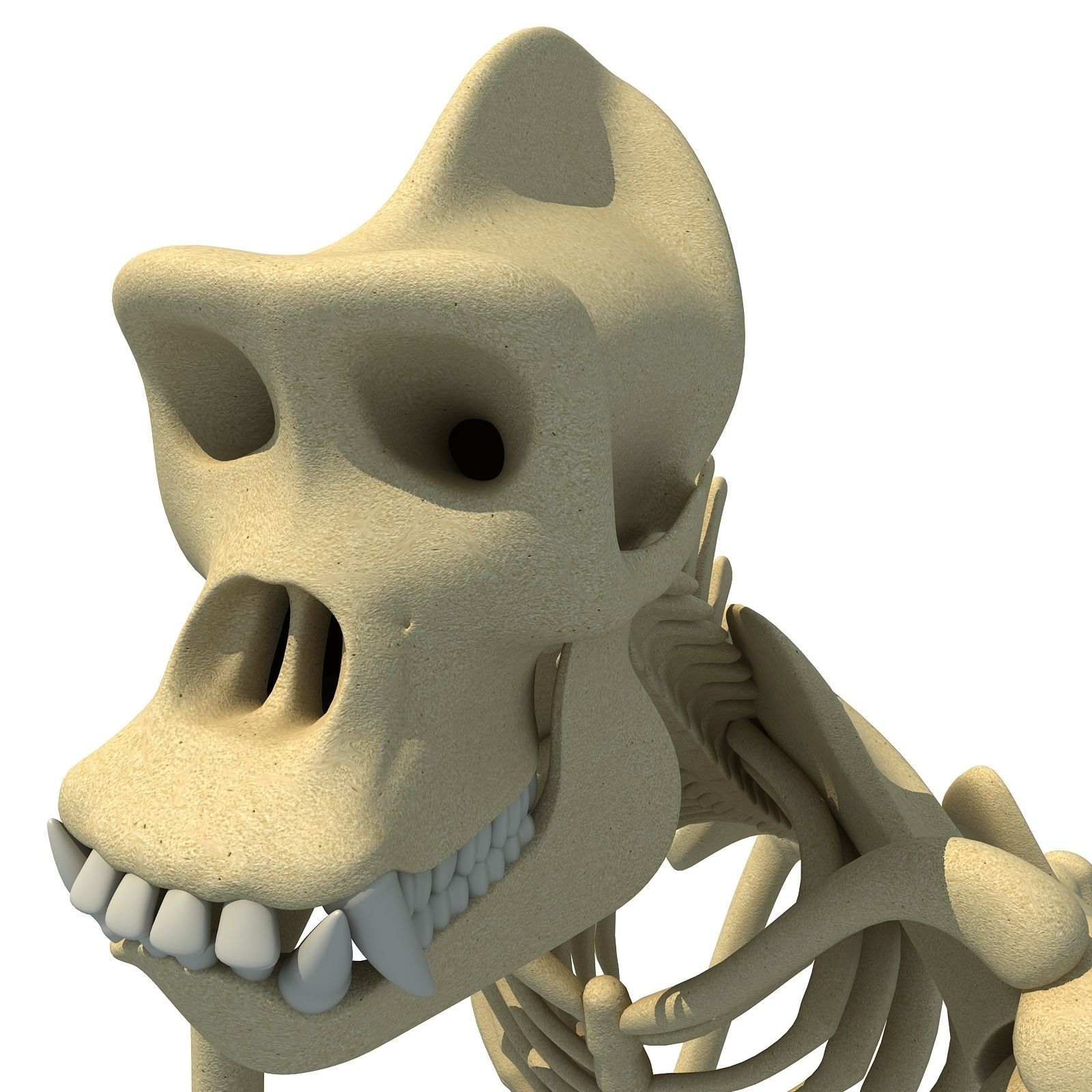 Gorilla Skeleton 3D model_11