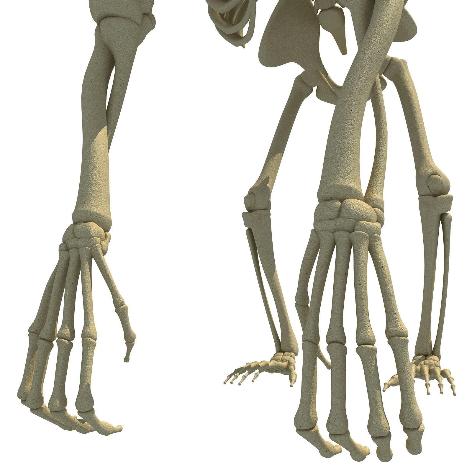 Gorilla Skeleton 3D model_14