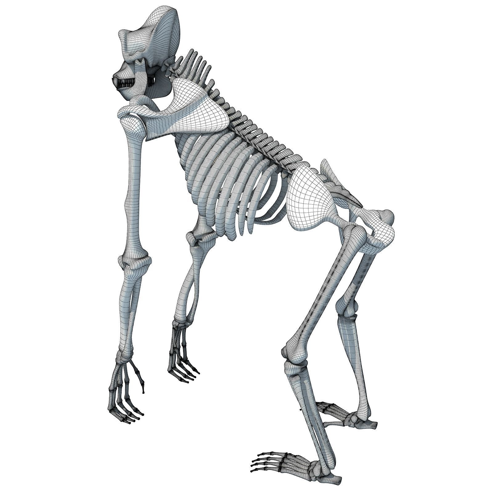 Gorilla Skeleton 3D model_18