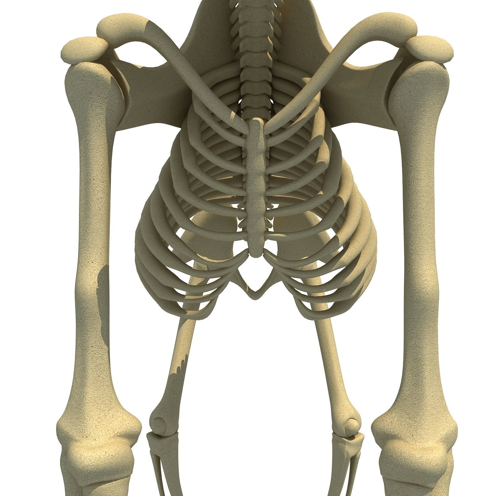 Gorilla Skeleton 3D model_9