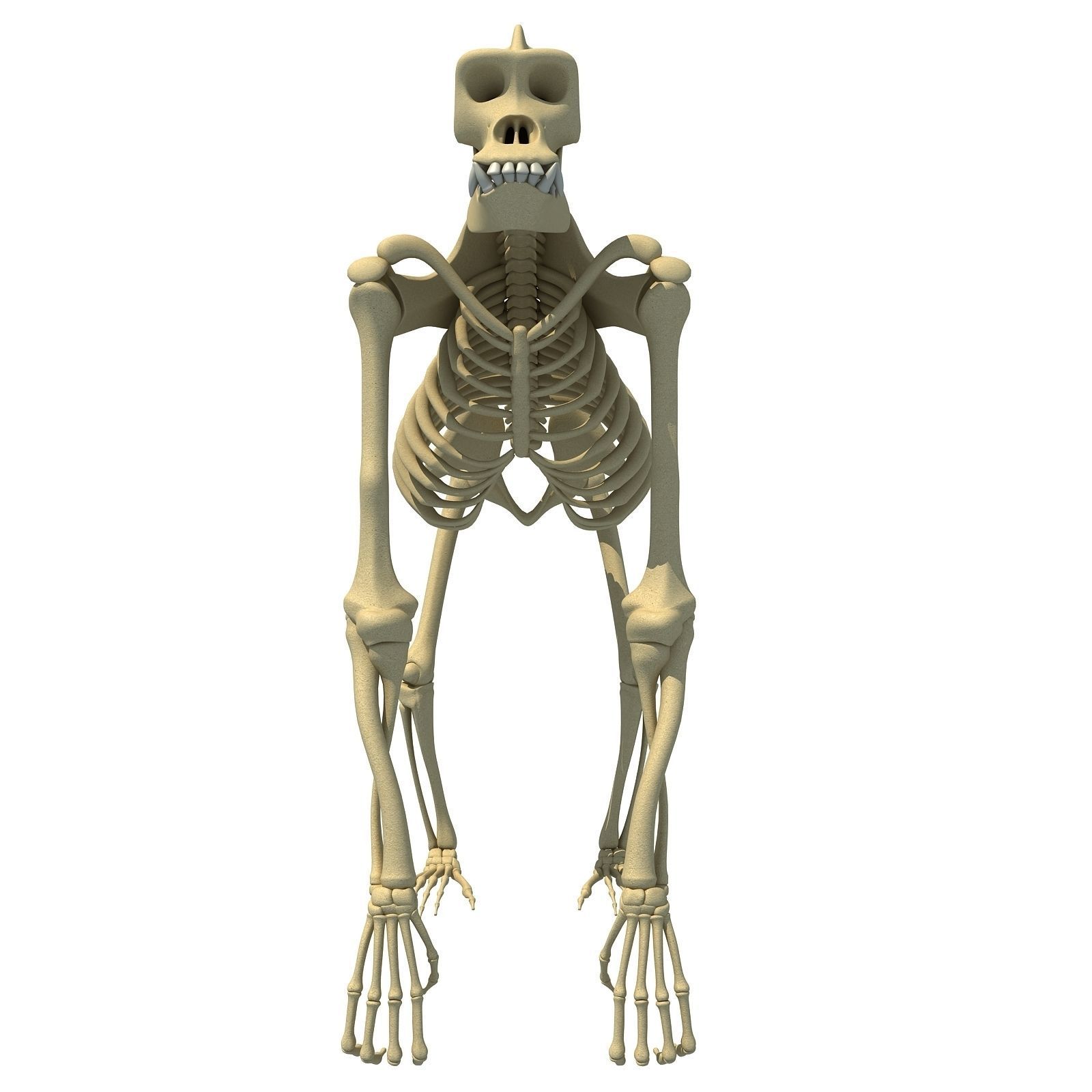 Gorilla Skeleton 3D model_7
