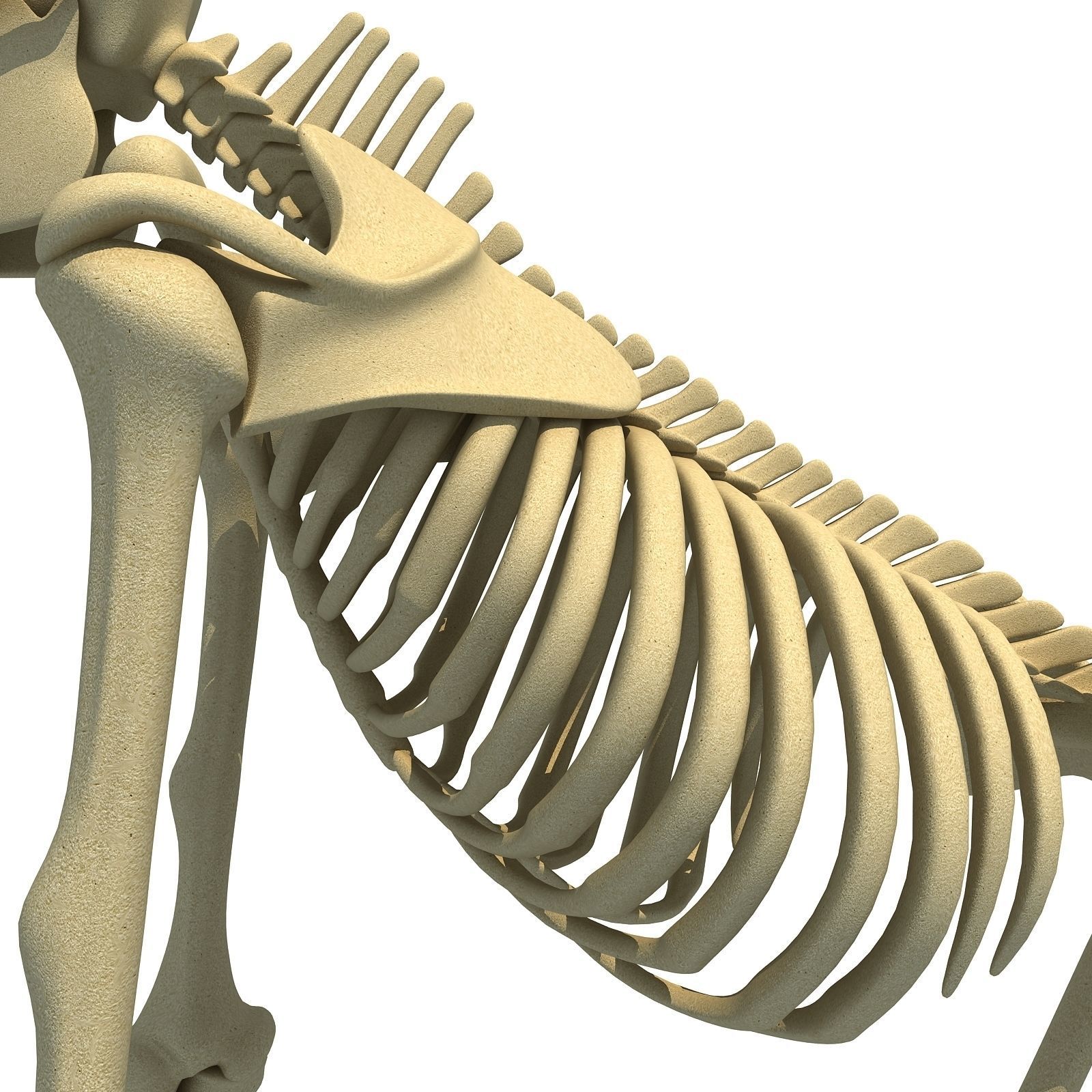 Gorilla Skeleton 3D model_8