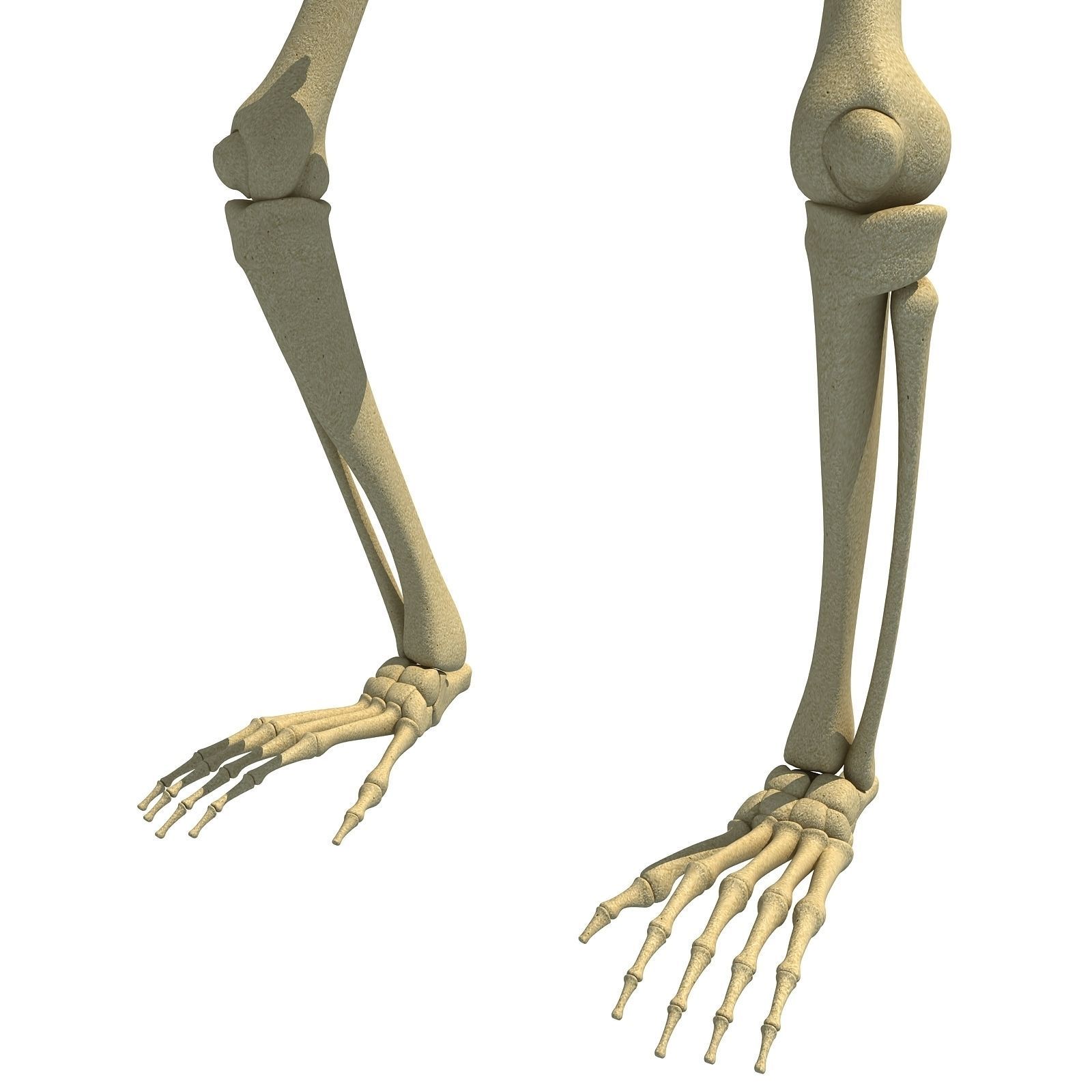 Gorilla Skeleton 3D model_12