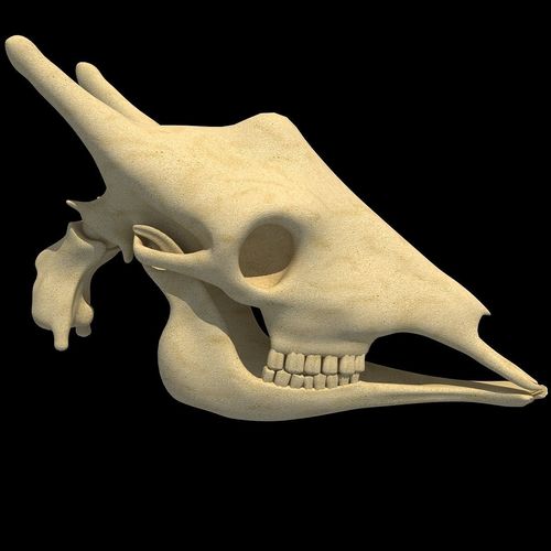 Full Giraffe Skull 3D model