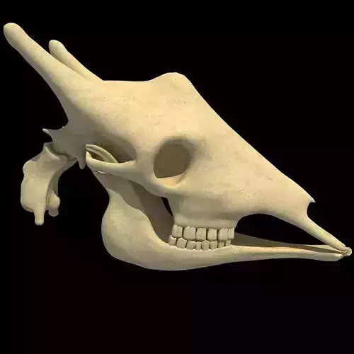 Full Giraffe Skull 3D model