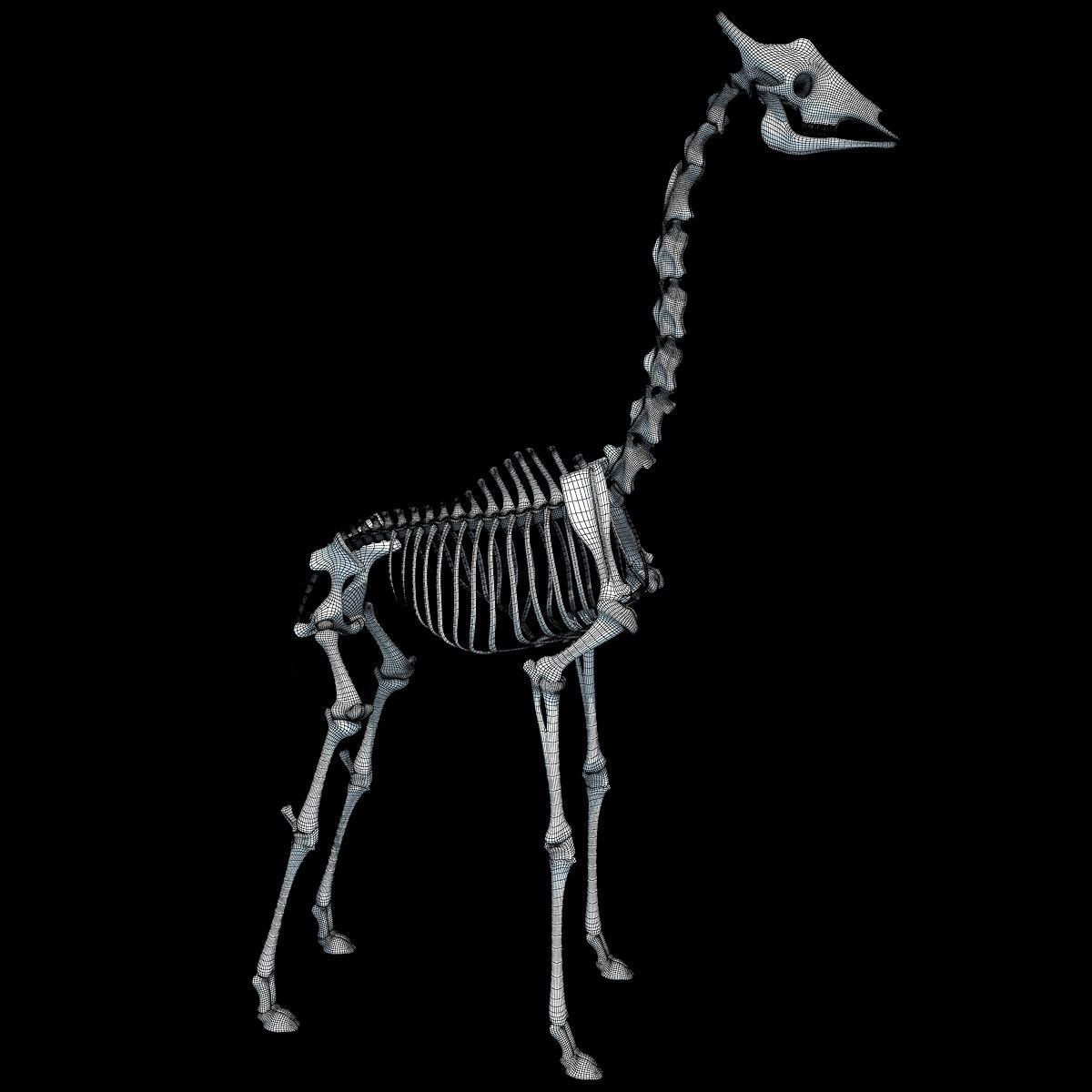 Realistic Giraffe Skeleton 3D model_20