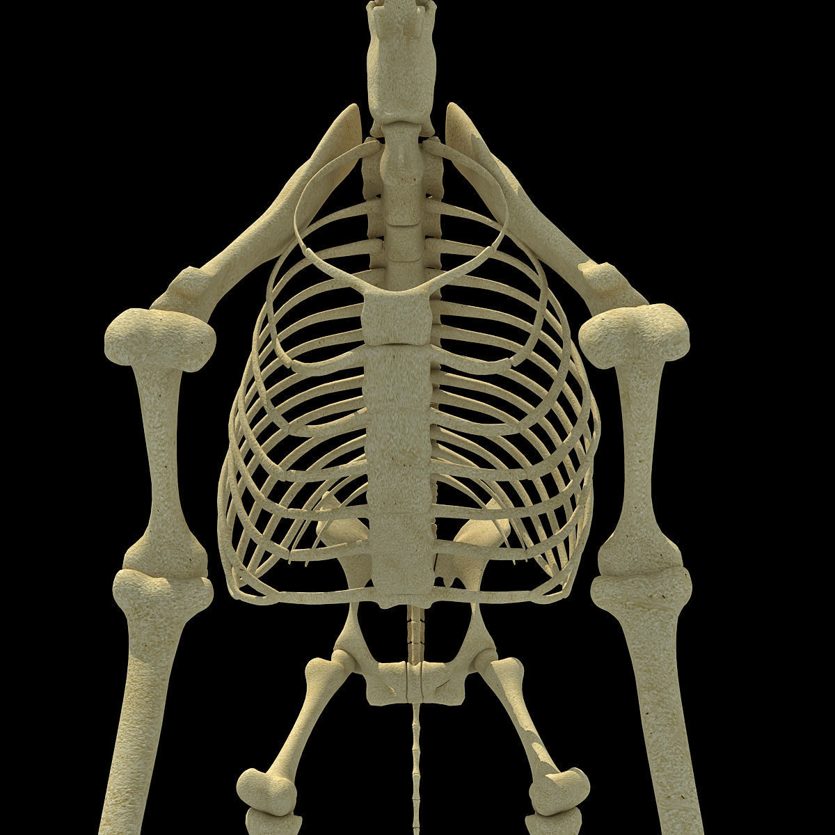 Realistic Giraffe Skeleton 3D model_13