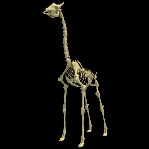 Realistic Giraffe Skeleton 3D model