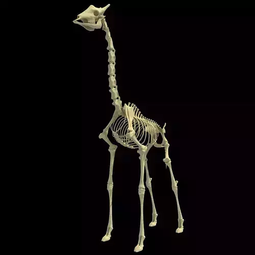 Realistic Giraffe Skeleton 3D model