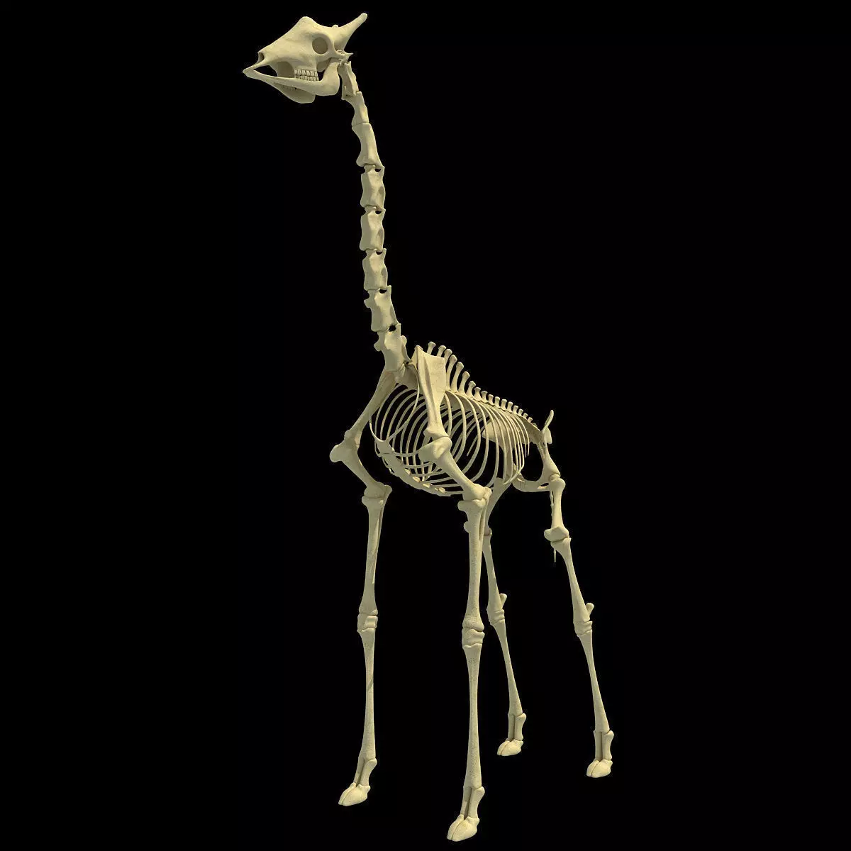 Realistic Giraffe Skeleton 3D model_0