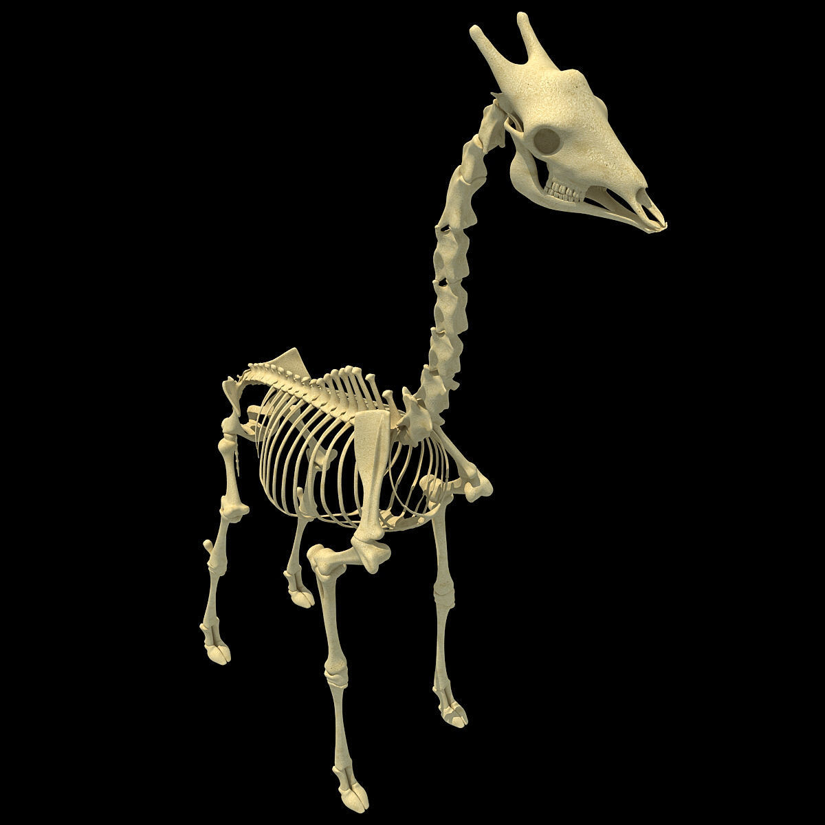 Realistic Giraffe Skeleton 3D model_8