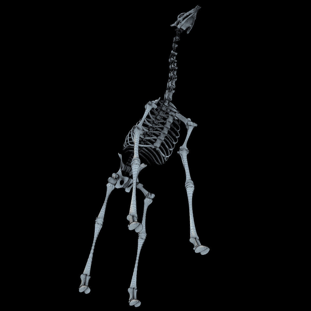 Realistic Giraffe Skeleton 3D model_15