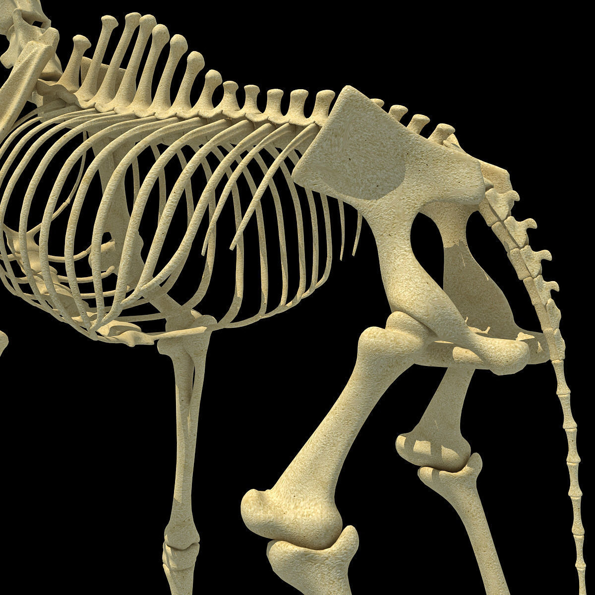Realistic Giraffe Skeleton 3D model_10