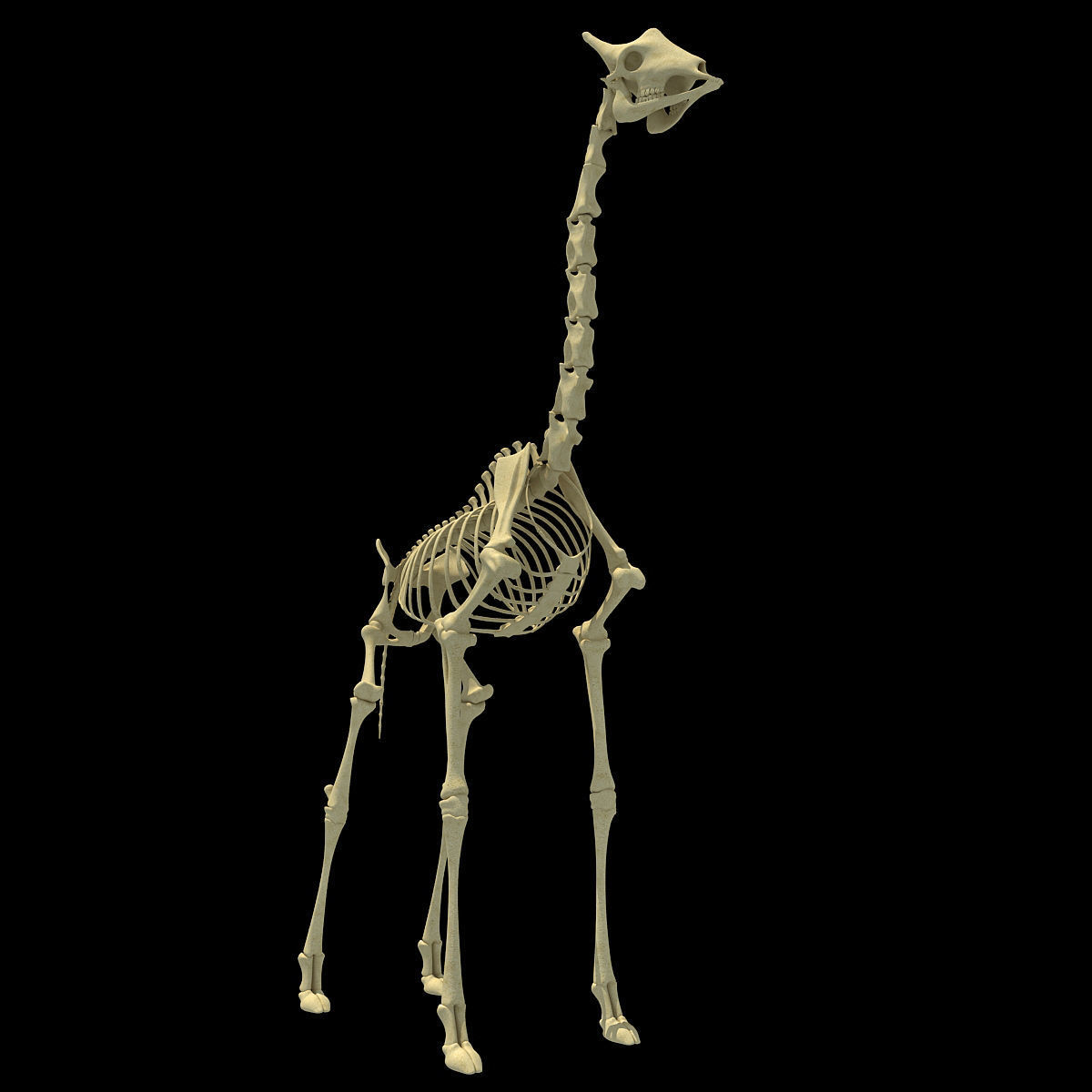 Realistic Giraffe Skeleton 3D model_3