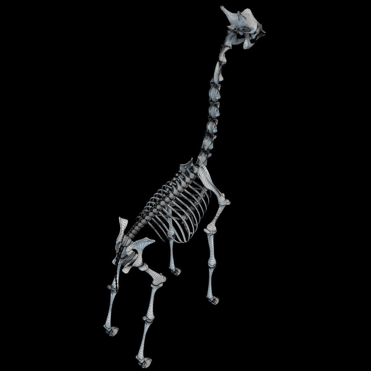 Realistic Giraffe Skeleton 3D model_18
