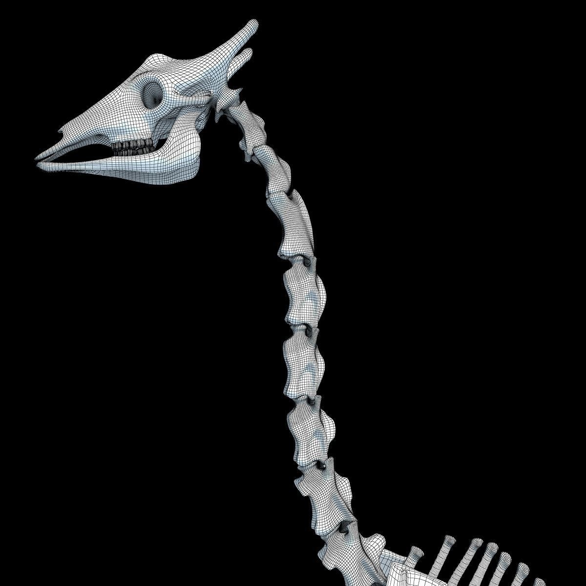 Realistic Giraffe Skeleton 3D model_16