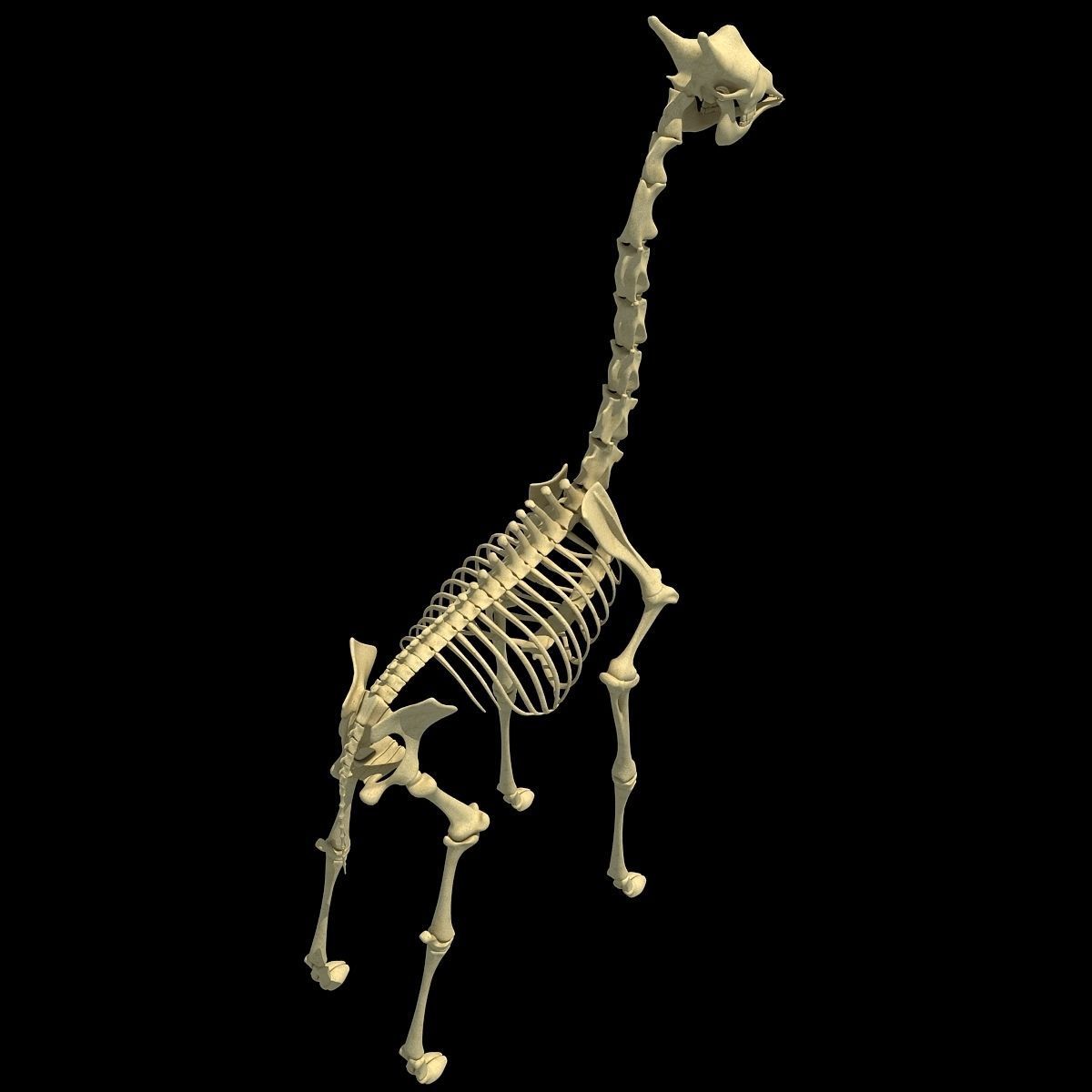 Realistic Giraffe Skeleton 3D model_7