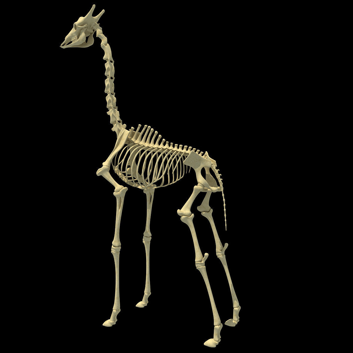 Realistic Giraffe Skeleton 3D model_9