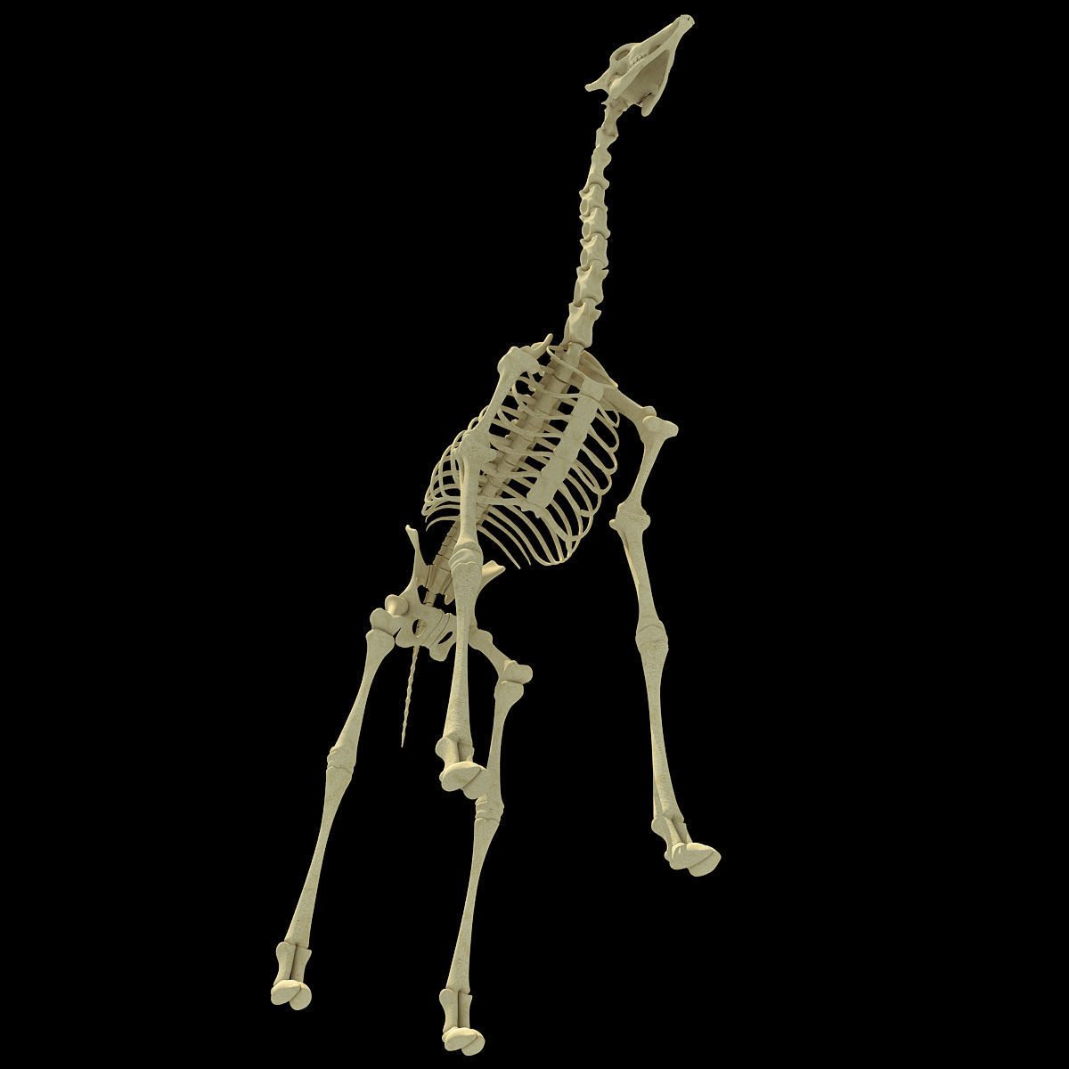 Realistic Giraffe Skeleton 3D model_6