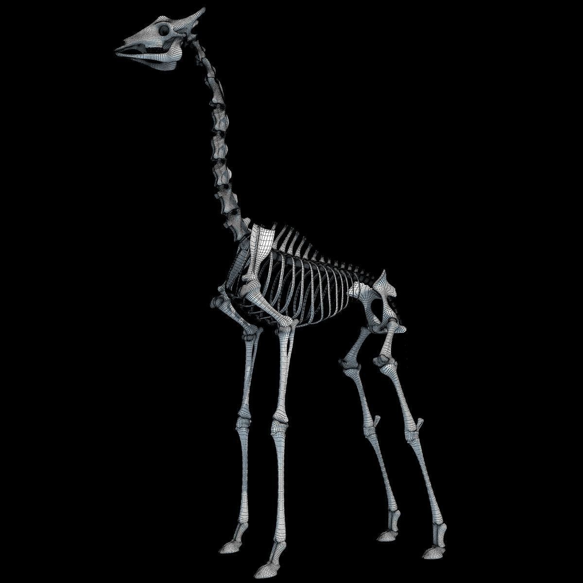 Realistic Giraffe Skeleton 3D model_17