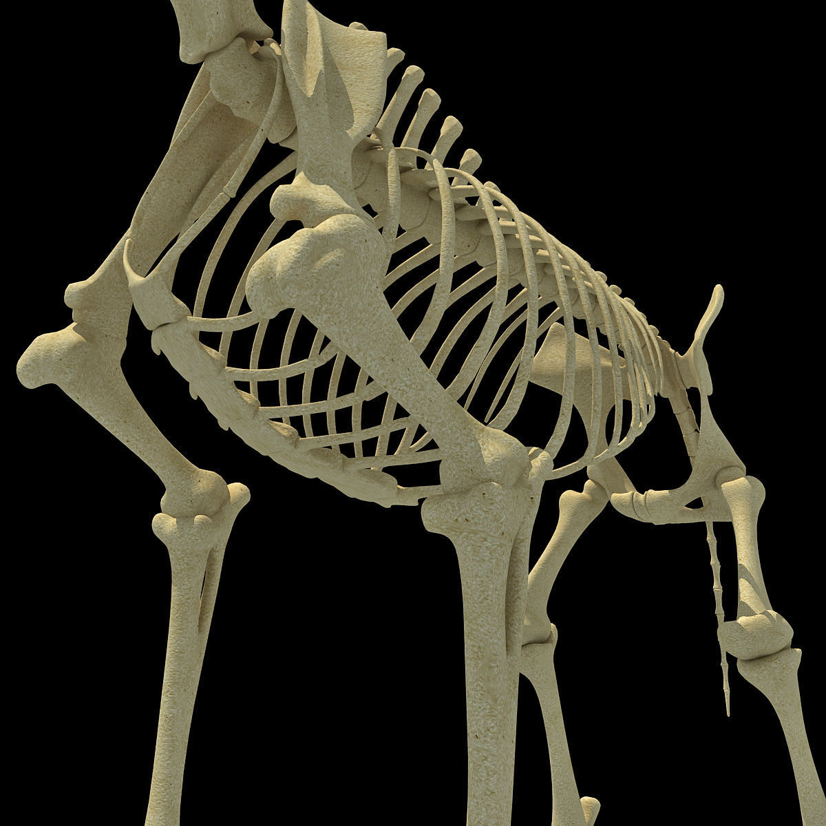 Realistic Giraffe Skeleton 3D model_11