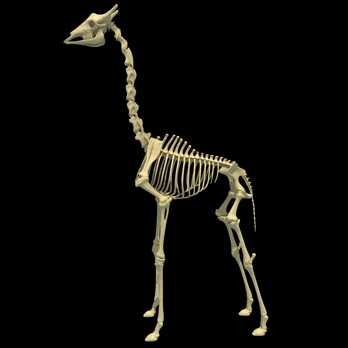 Realistic Giraffe Skeleton 3D model_1