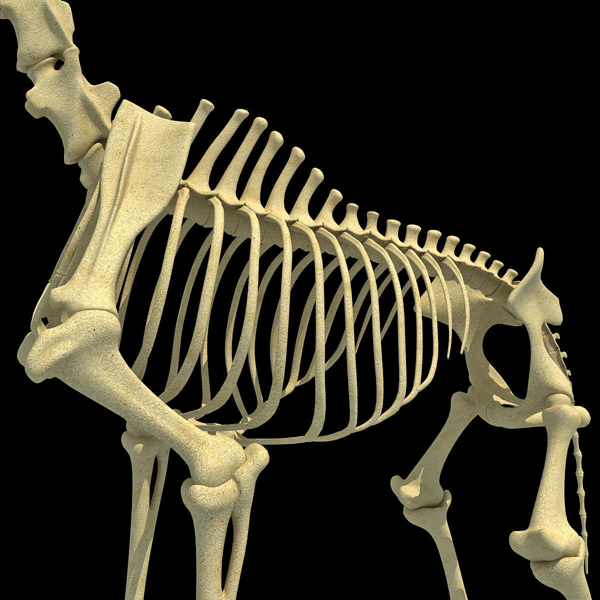 Realistic Giraffe Skeleton 3D model_12