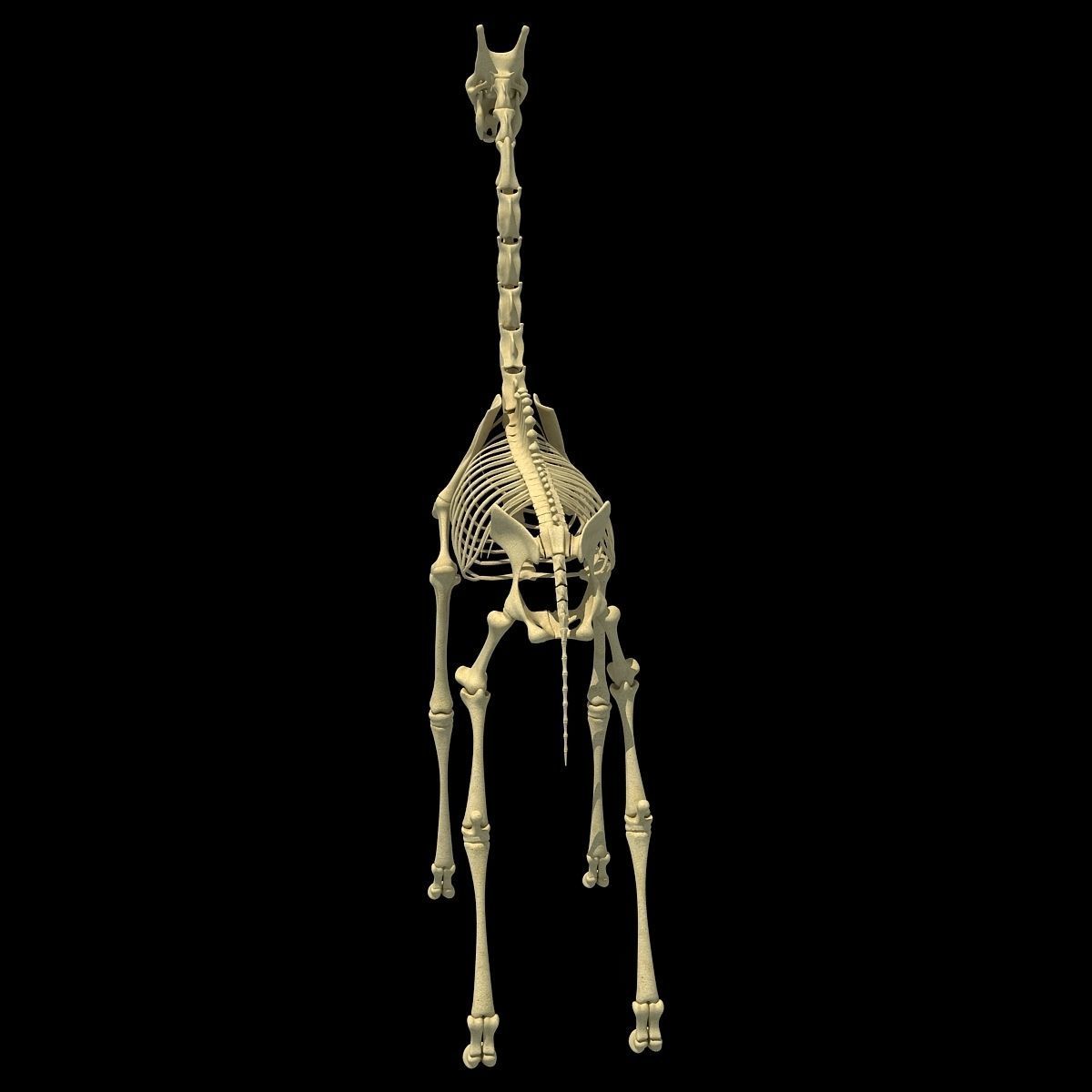 Realistic Giraffe Skeleton 3D model_5