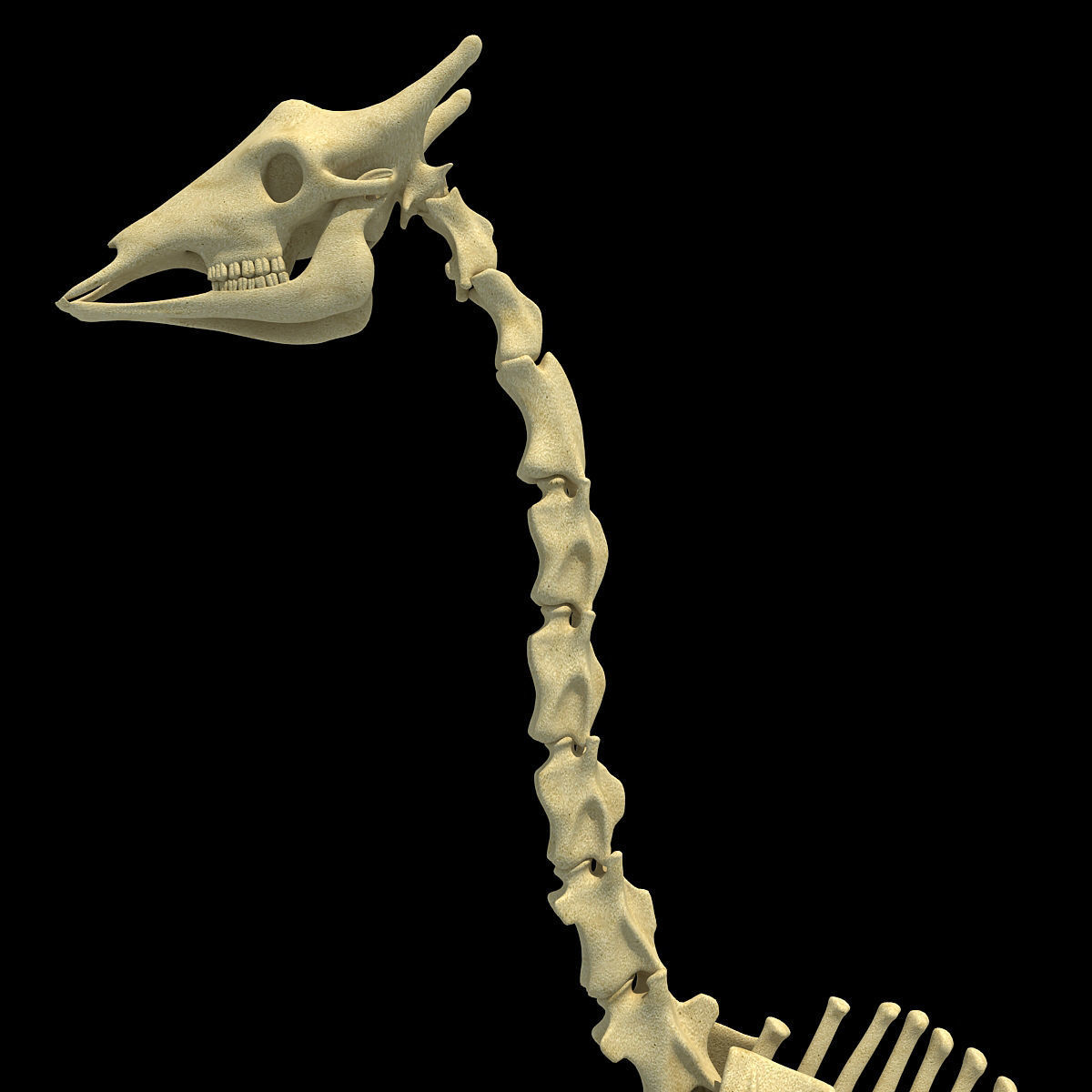 Realistic Giraffe Skeleton 3D model_14