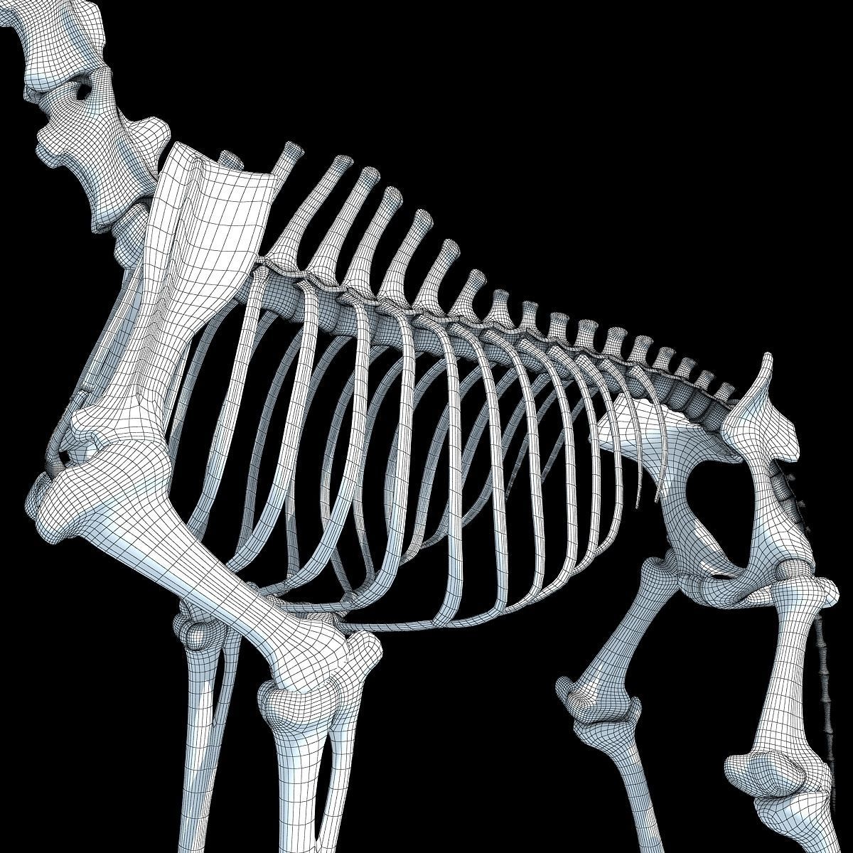 Realistic Giraffe Skeleton 3D model_19
