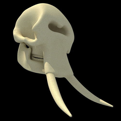 Realistic Elephant Skull 3D model