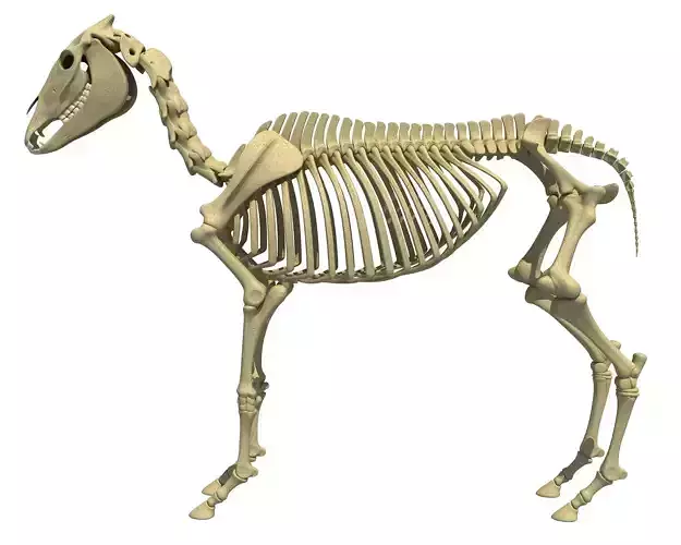 Realistic Donkey Skeleton 3D model