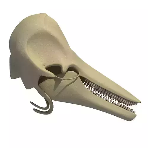 Realistic Dolphin Skull 3D model