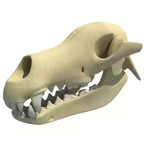 Bones of Dog Skull 3D model
