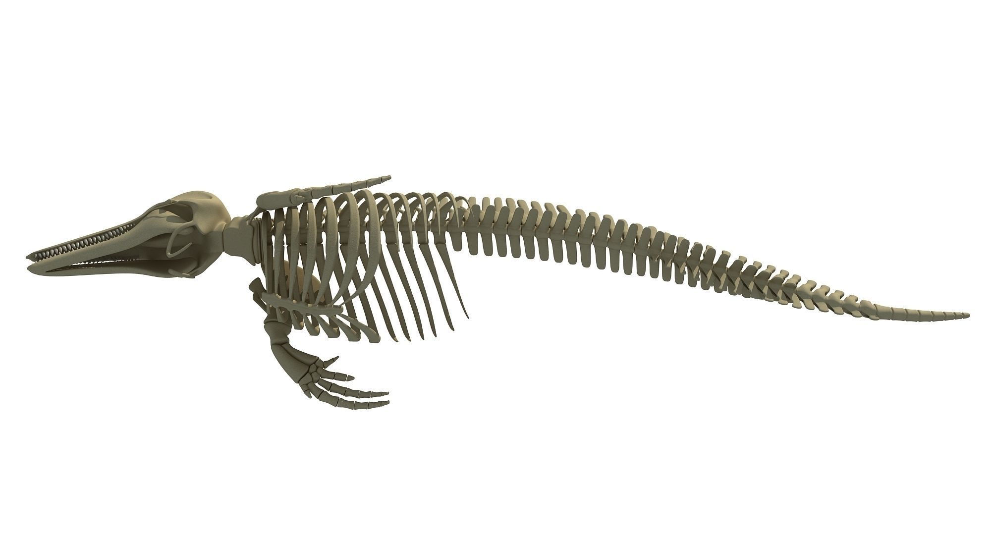 Realistic Dolphin Skeleton 3D model_2