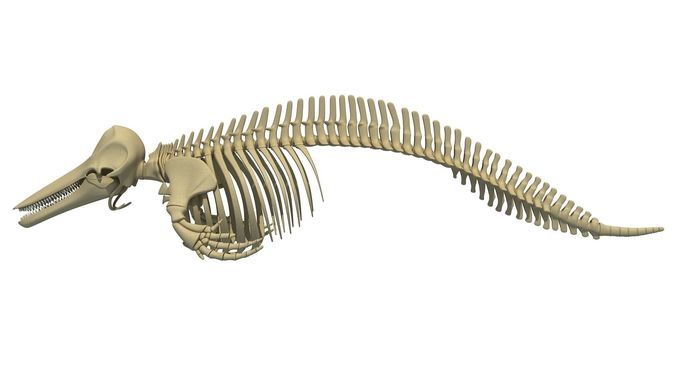 Realistic Dolphin Skeleton 3D model