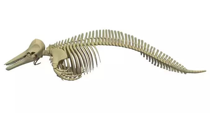 Realistic Dolphin Skeleton 3D model