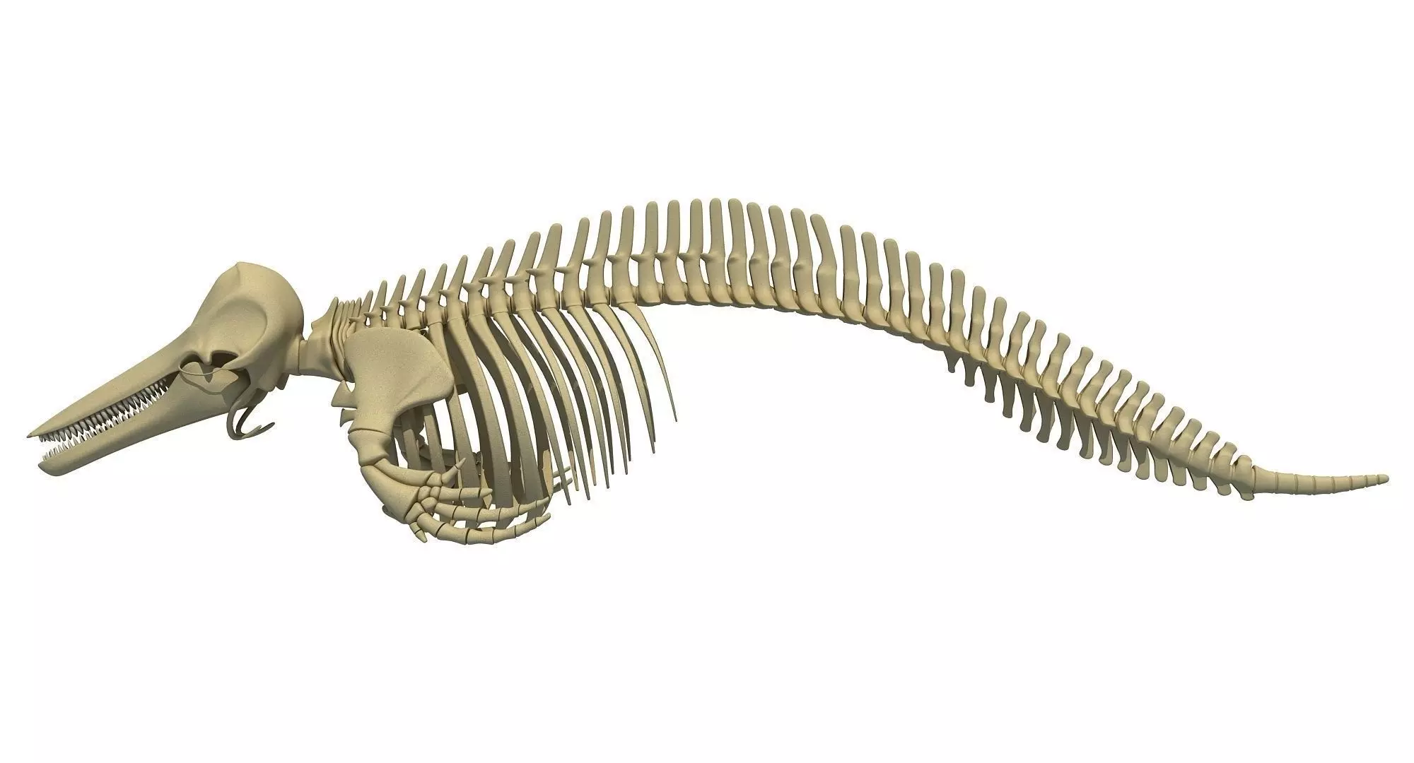 Realistic Dolphin Skeleton 3D model_0