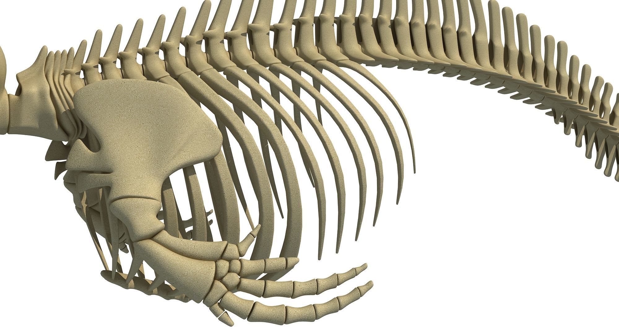 Realistic Dolphin Skeleton 3D model_10