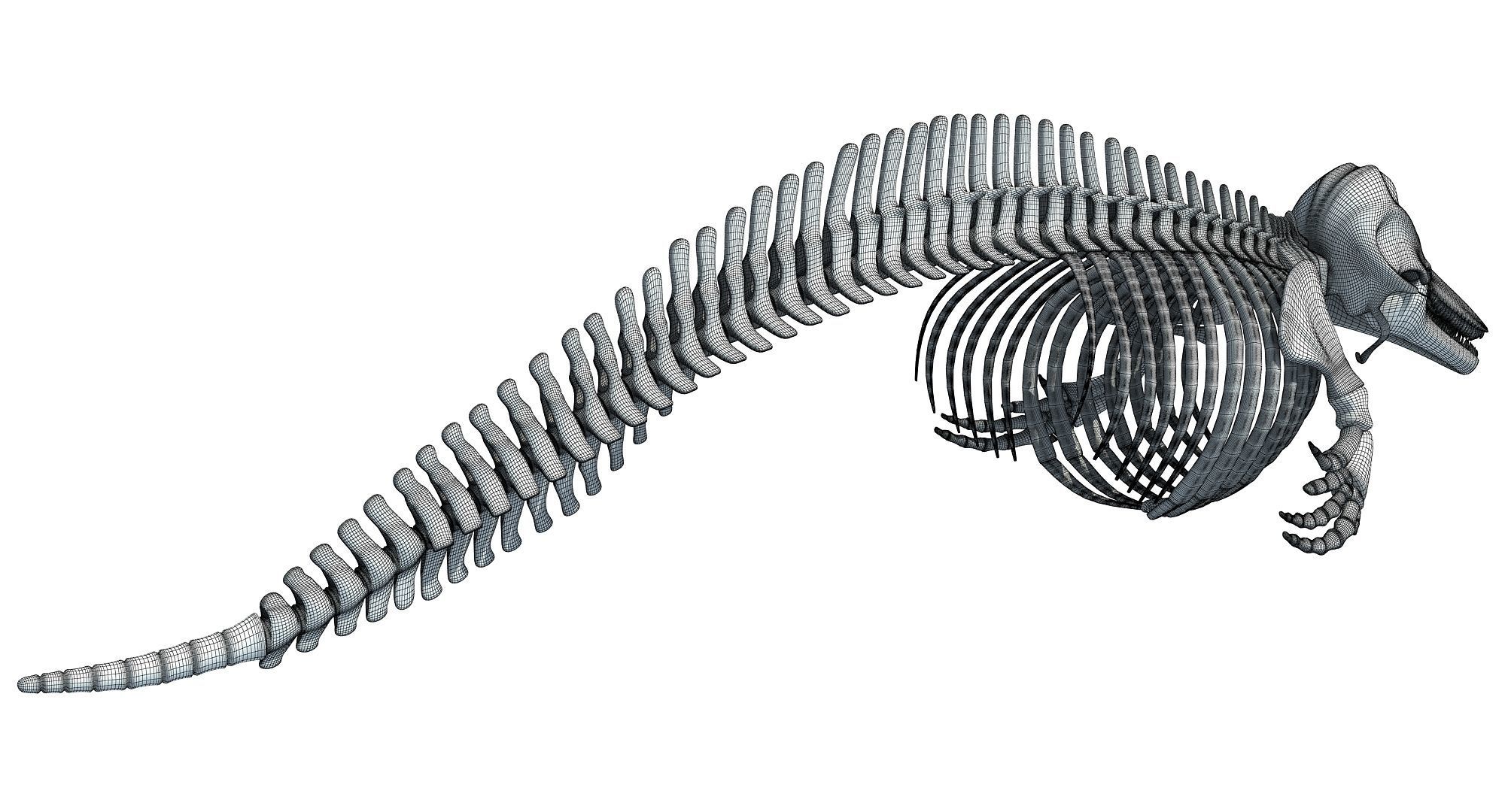 Realistic Dolphin Skeleton 3D model_15