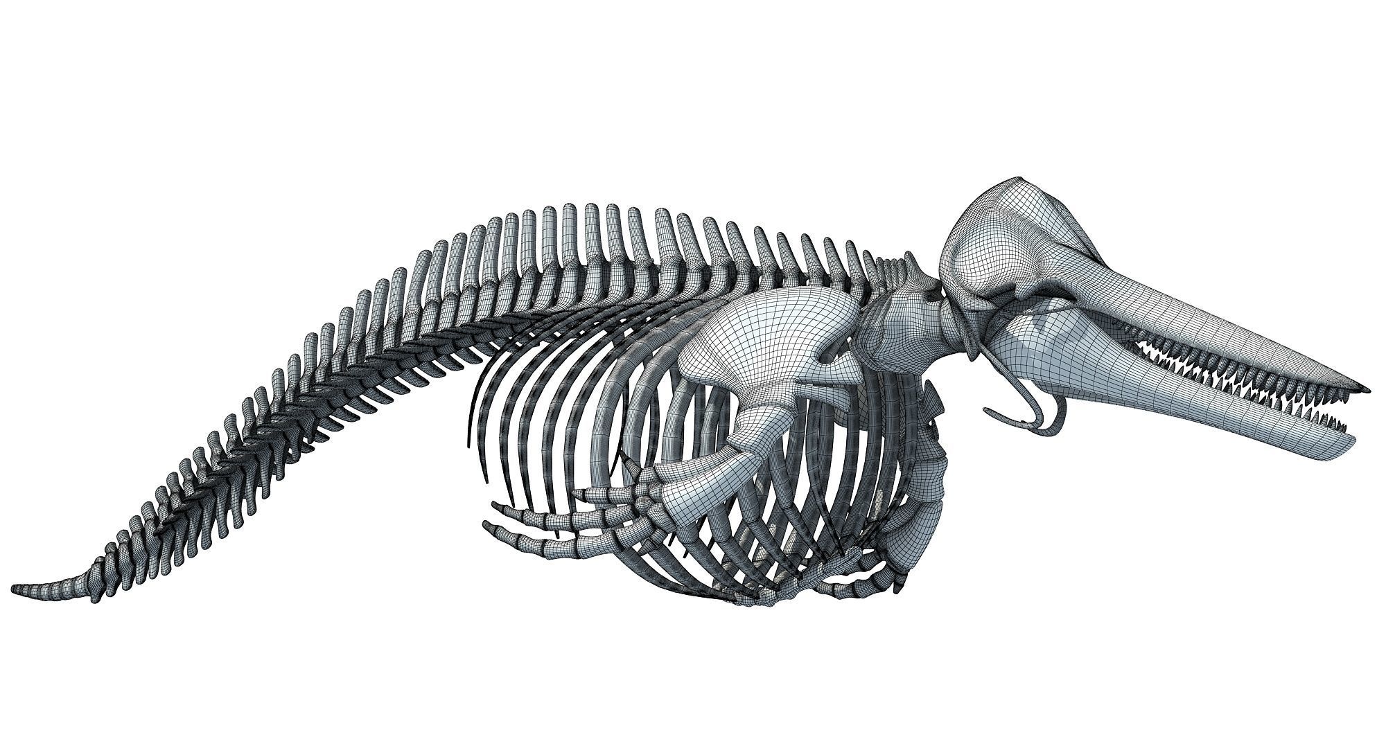 Realistic Dolphin Skeleton 3D model_14