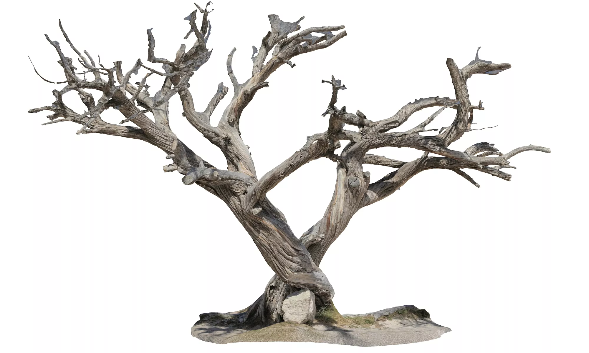Old tree on the beach Low-poly 3D model