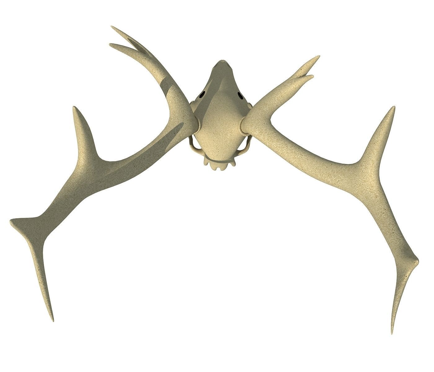Deer Skull 3D model_3