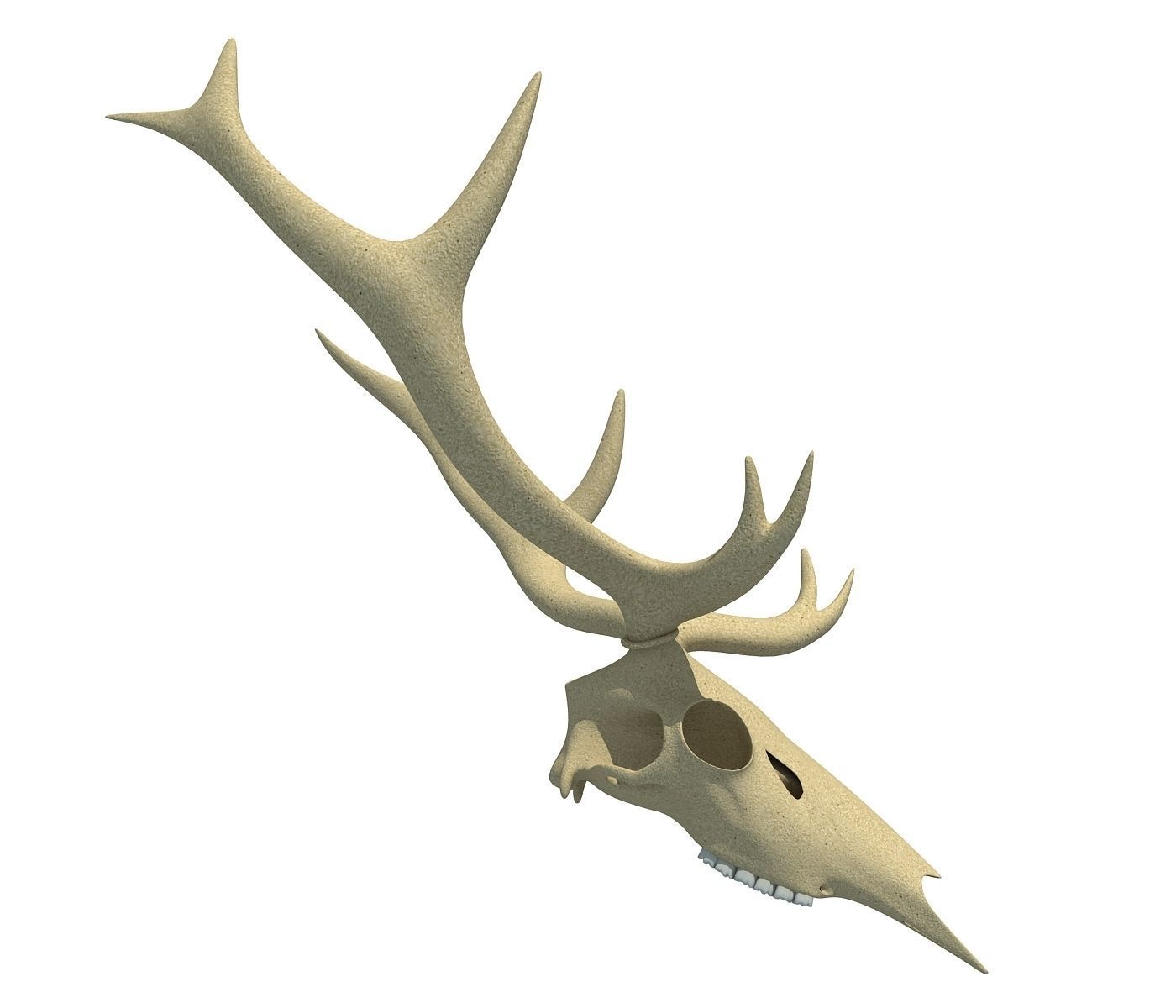 Deer Skull 3D model_5