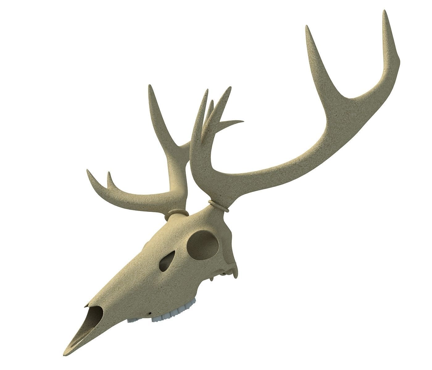 Deer Skull 3D model_6