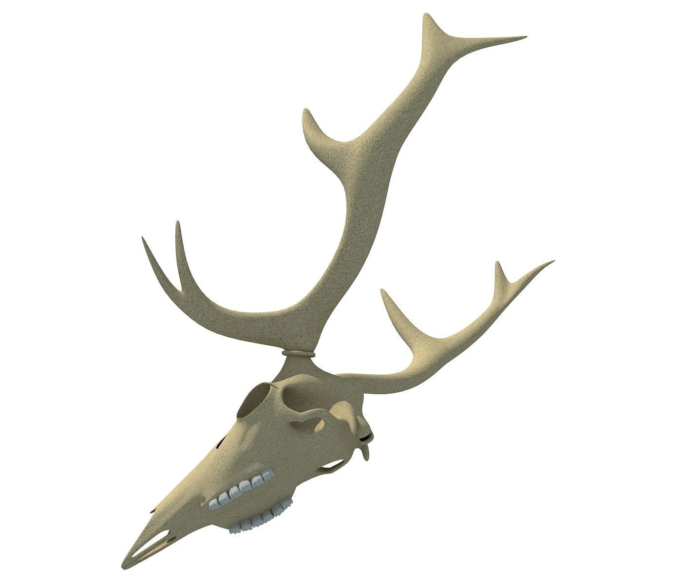 Deer Skull 3D model_2